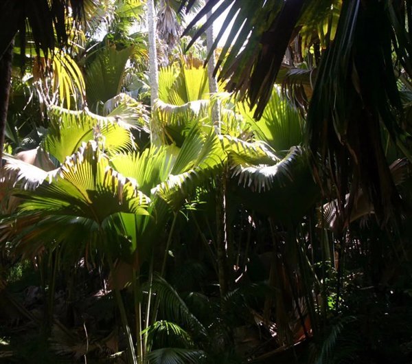 世界上最大的植物种子：重达17公斤！酷似人的屁股 海椰树传奇
