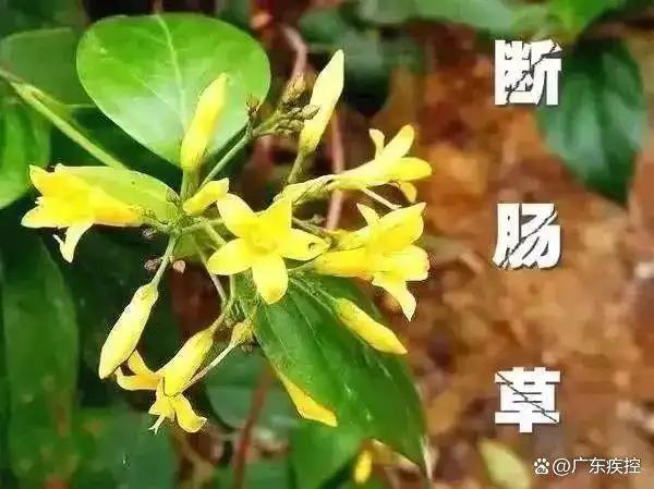 买药材煲汤中毒身亡 断肠草误作海风藤