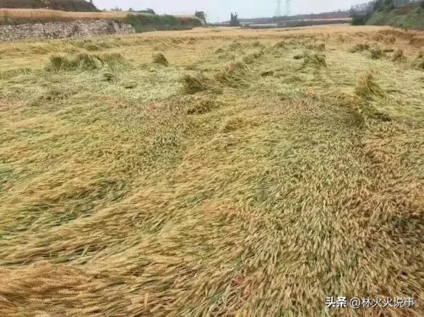 今年還要旱多久 就看四月十一：古農(nóng)諺預(yù)測(cè)天氣