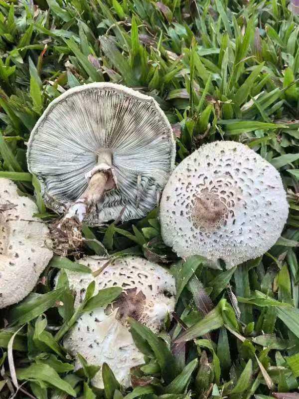 當心綠化帶蘑菇有劇毒 潮濕天氣助長毒菇生長