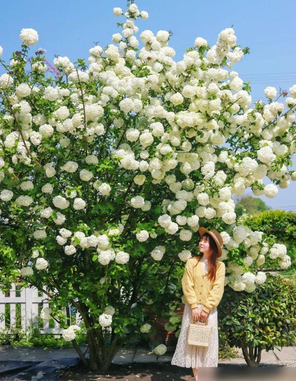 四川一女子，把花种成“参天大树”，开满10000朵白绣球！ 养花如养家人