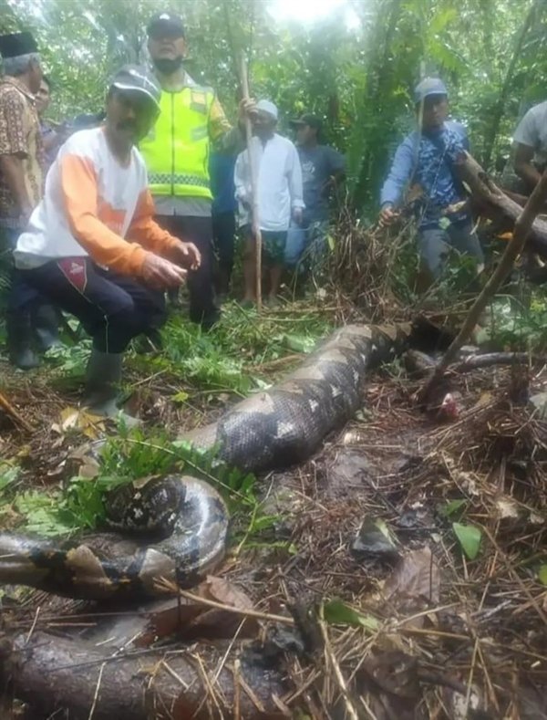 印尼農(nóng)夫被8米蟒蛇吞腹中死亡 恐怖橋段成真
