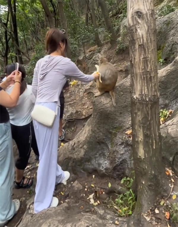 女游客被猴子踢倒骨折 景区回应 投喂引发悲剧