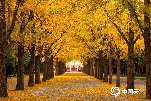 错过再等1年！全国银杏观赏地图来了 捕捉限定秋色