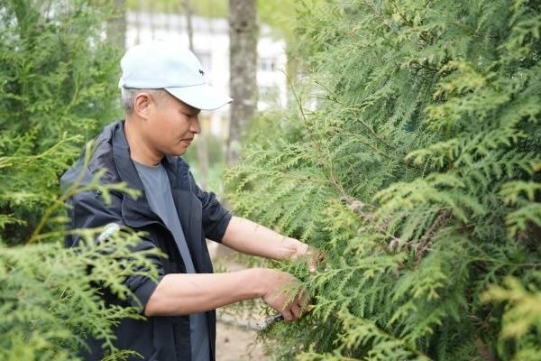 “植物界大熊猫”崖柏在渝扎根繁衍 从濒危到重生跨越