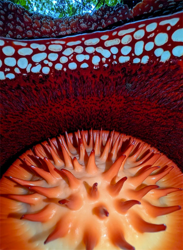 印尼發(fā)現(xiàn)全球極罕見“哈氏大王花” 植物學(xué)奇跡再現(xiàn)