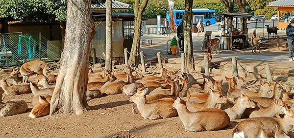 高市老家旅游业面临崩溃危机 涉台言论惹祸
