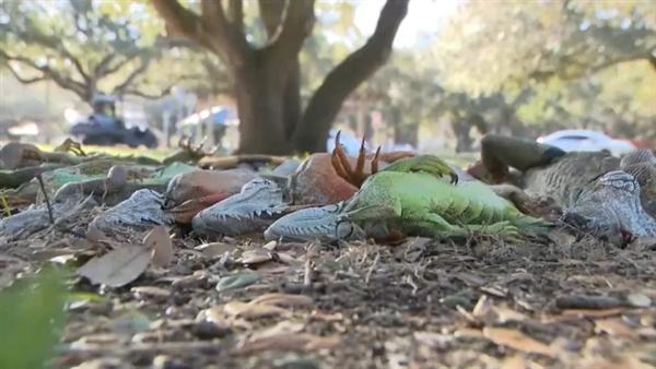 美国一男子躺在数十只冻僵的鬣蜥下 寒潮引发“天降蜥蜴”奇观