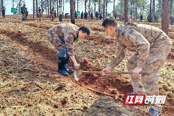 春风吹新绿植树正当时 油麻镇添绿忙