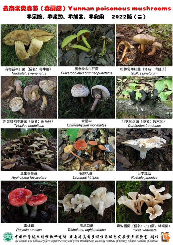 误食菌子中毒不只会致幻 别让美味变危险