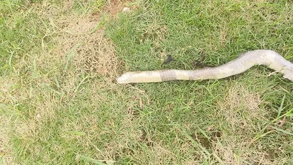 男子被蛇咬伤后徒手抓蛇就医 顺利出院引发关注