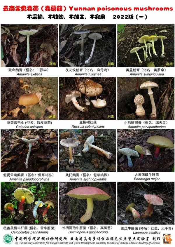 丈夫以为妻子是蛇打斗至27楼 吃菌中毒引发幻觉