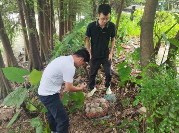 广州中心城区发现完整恐龙蛋化石