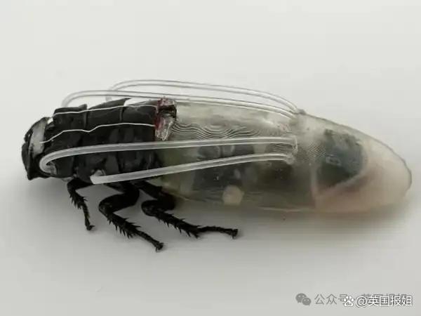 日本科学家给蟑螂穿上潜水服