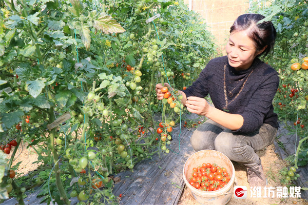 潍坊安丘：特色小番茄，映红村民致富路