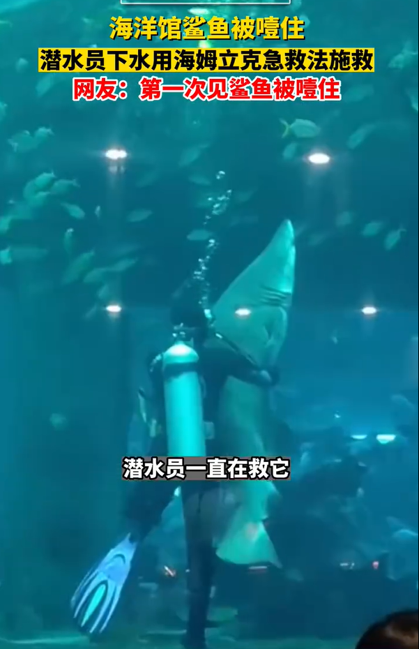 大连一海洋馆鲨鱼疑似噎住，潜水员用海姆立克急救法施救