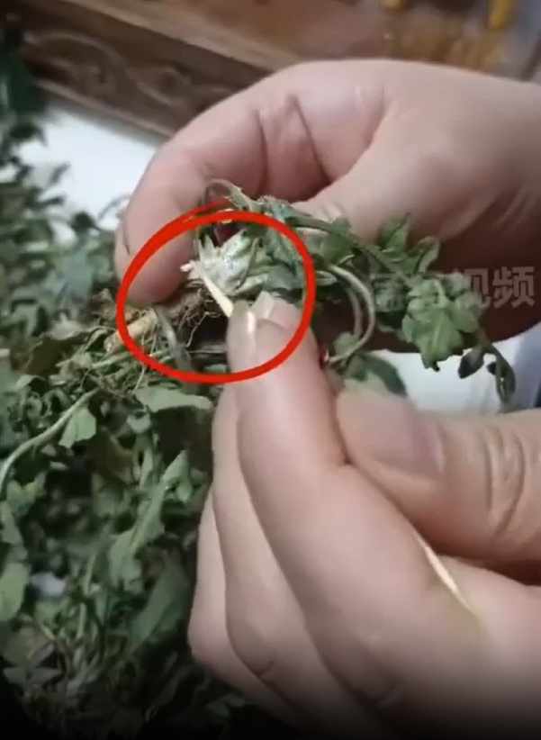 女子挖荠菜发现根部许多白虫子 网友：说明没农药