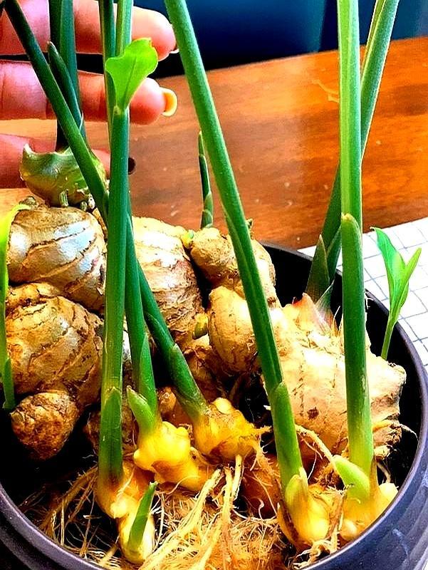 發(fā)芽生姜養(yǎng)客廳：比綠蘿更美還驅(qū)蚊