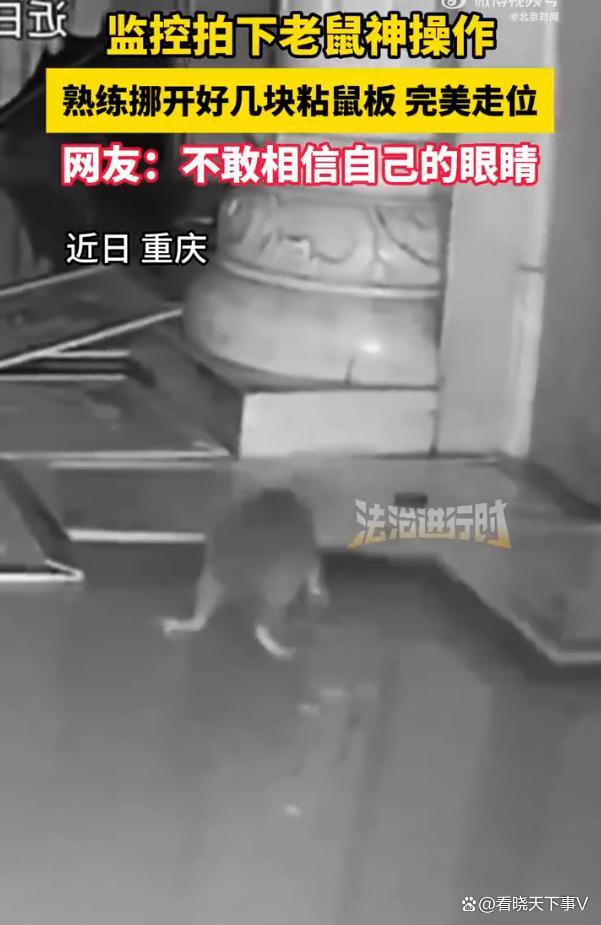 監(jiān)控拍下老鼠神操作