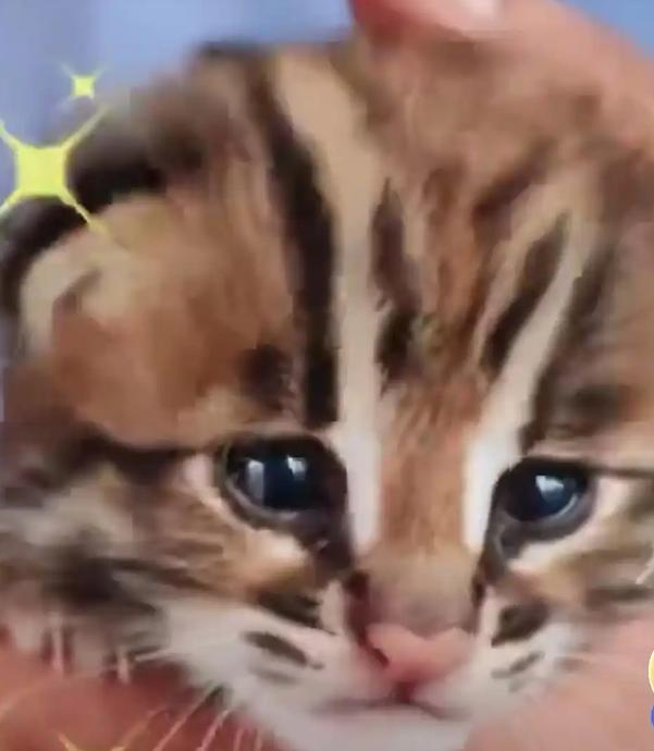 狗狗叼回一只小萌猫竟是保护动物