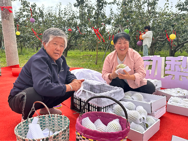 2025隰县玉露香梨采摘季盛大启幕