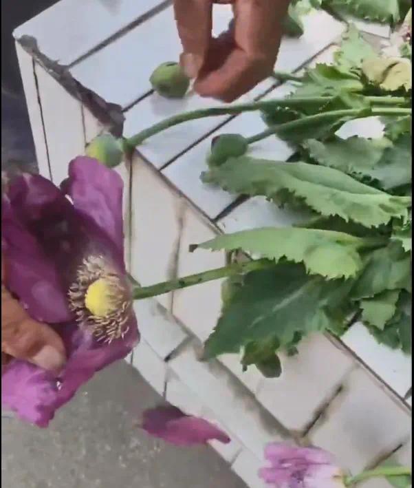 鱼目混珠！男子菜地里种罂粟和虞美人混一起 被依法行政处罚