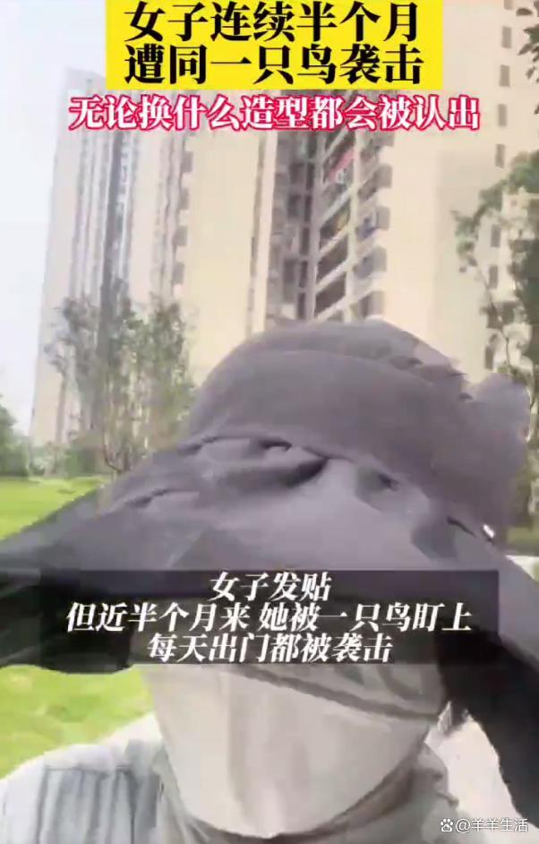 女子连续半个月被鸟攻击 不管换什么造型都会被攻击