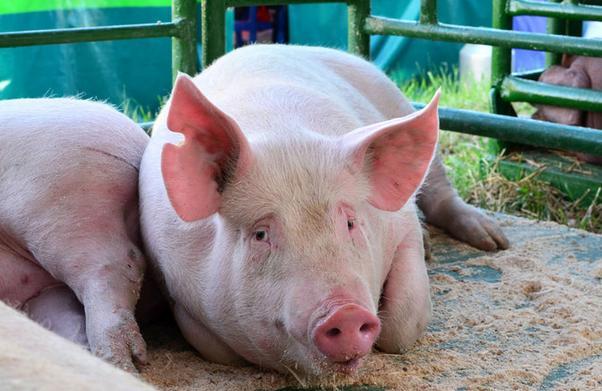 猪价下半年拐点会来吗 盈利高峰可能出现在年末_新闻频道_中华网