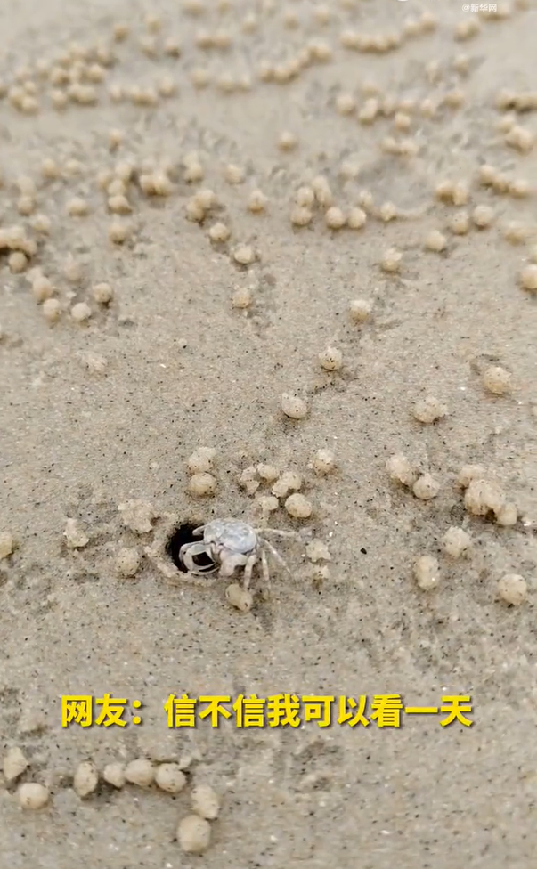 游客偶遇小螃蟹“包汤圆”手速还挺快 网友：让它去上班捏肉丸