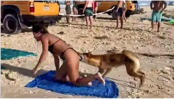 澳大利亚女子趴沙滩被野狗咬伤臀部 被处以安乐死