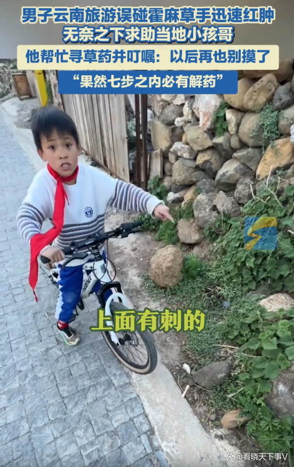 男子误碰荨麻草小孩哥上演七步取药
