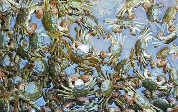 媒体称大闸蟹肥度已达最佳，如此珍馐为何在欧洲泛滥？能否靠吃解决问题 污染与寄生虫成难题