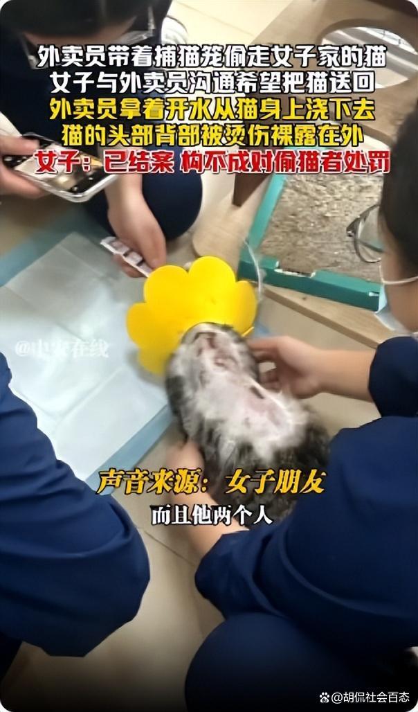 女子宠物猫被外卖员偷走遭开水浇 生命尊严与法律边界引热议
