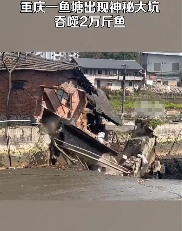 鱼塘突现深坑近2万斤观赏鱼一夜消失 这是地道挖到鱼塘了吗