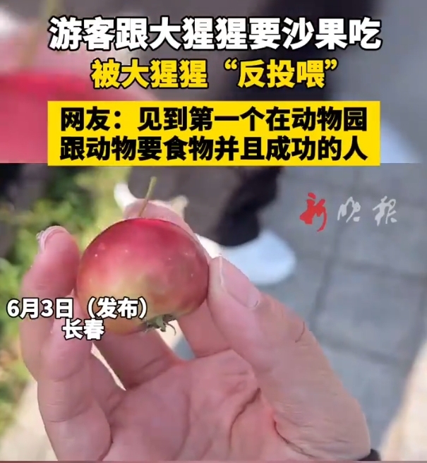 女子被動物園大猩猩反向投喂 游客成功獲“反投喂”