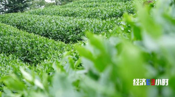 中國(guó)是全球最大的抹茶生產(chǎn)國(guó)！全國(guó)四分之一的抹茶產(chǎn)自這里