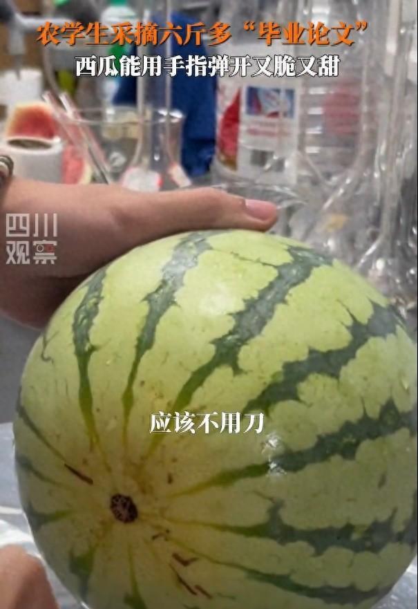 川農(nóng)學(xué)生采摘6斤多畢業(yè)論文