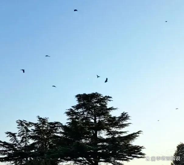 北京天壇公園現(xiàn)烏鴉輪番圍攻雕鸮，為何會(huì)爆 生態(tài)防御本能顯現(xiàn)