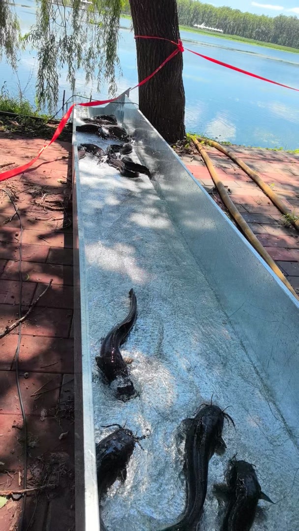 北京永定河放生魚集體回游真相：人為高溫釀慘劇,？私自放生現(xiàn)象頻發(fā)