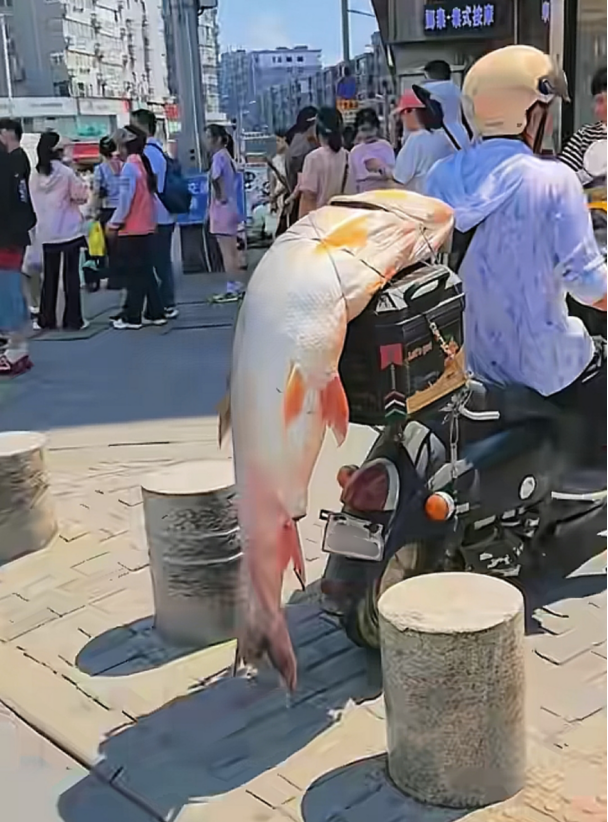 男子车后绑60斤大鱼遛街展示 钓鱼乐趣引来关注