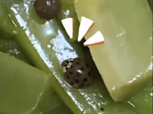 女子在贡菜里发现花大姐