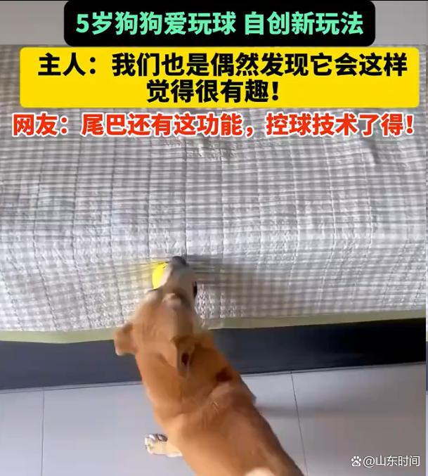 狗狗爱玩球自创新玩法 网友：技术了得