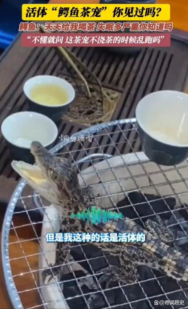 男子养2条活体mini鳄鱼当茶宠 虐待还是新潮？