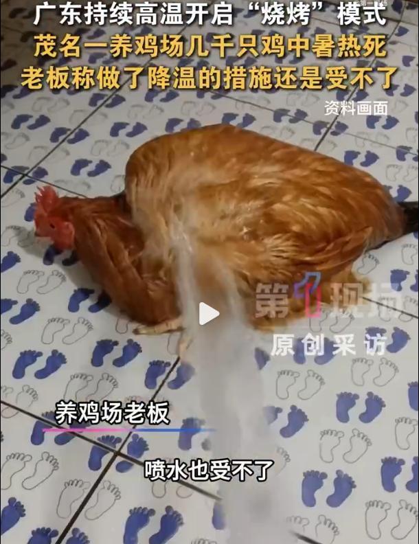 广东一养鸡场几千只鸡被热死 高温酷暑创纪录