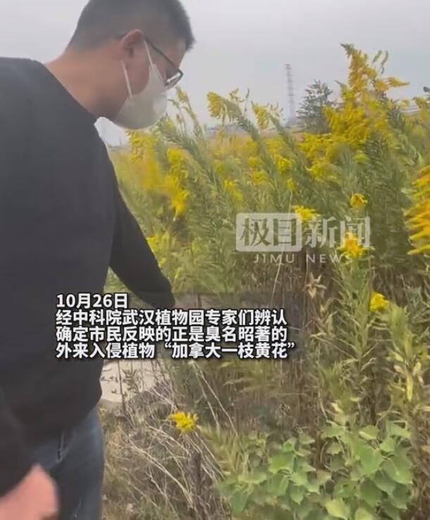 武汉现上千亩加拿大一枝黄花 非常“霸道”十分危险