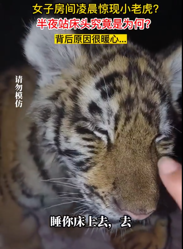 女子房间凌晨惊现小老虎，