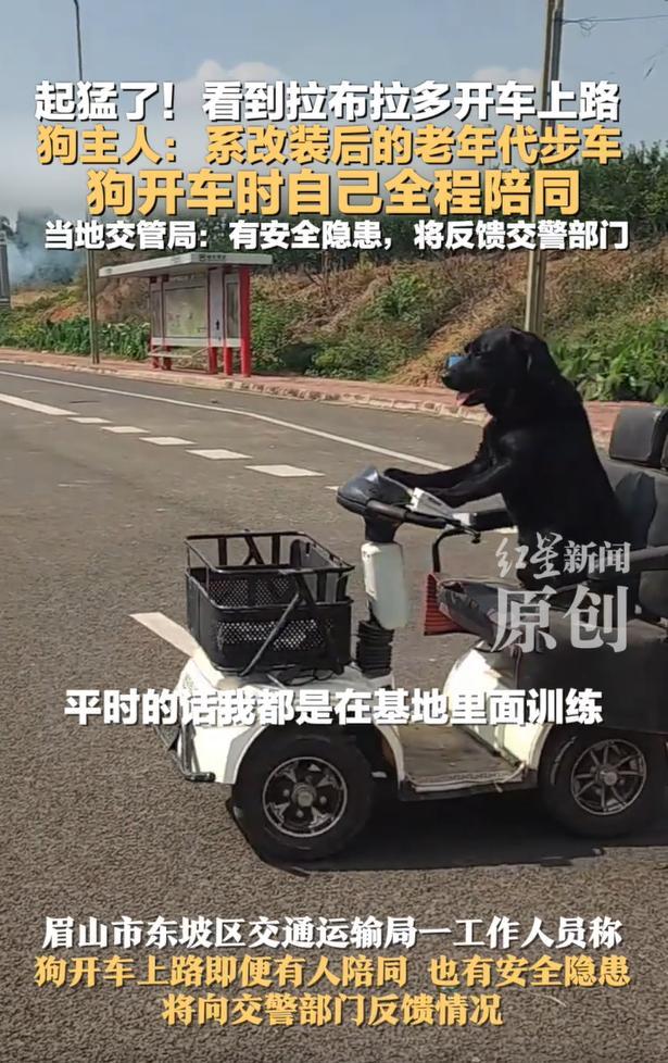 網(wǎng)紅狗開車上路 交警：不允許 狗主人稱愿擔(dān)責(zé)