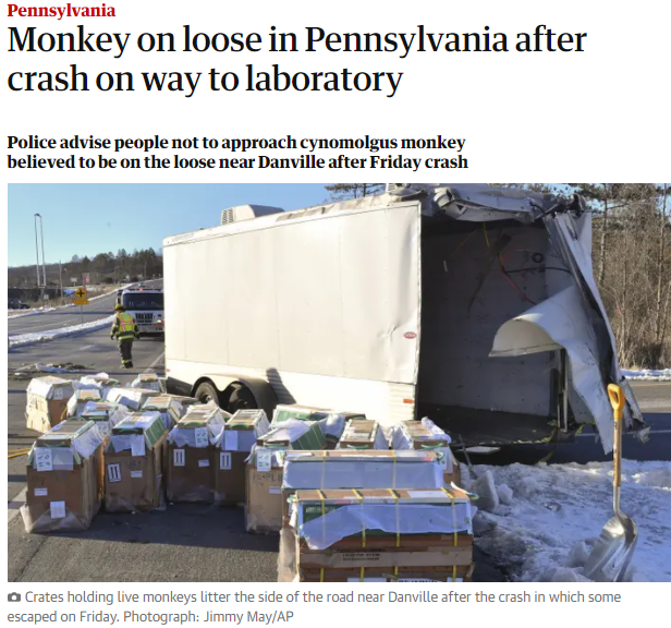 美国实验室猴子逃跑 其在新冠大流行期间需求激增