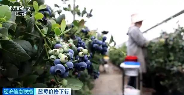 蓝莓价格大跳水了 “按桶论斤”卖成新趋势