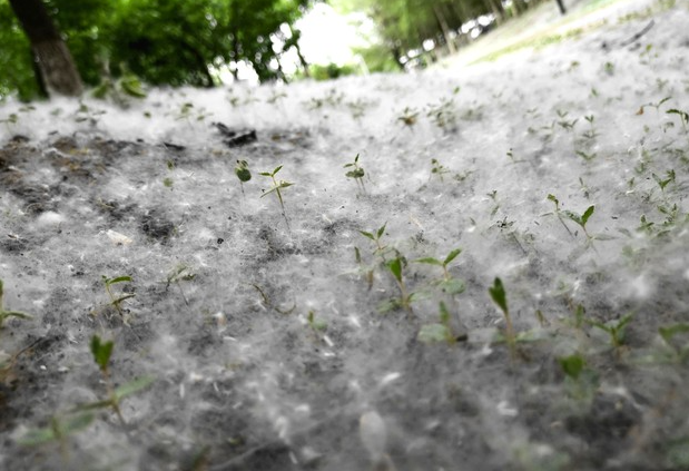 长春街头已出现大量飞絮，这波“四月雪”你怕了吗？